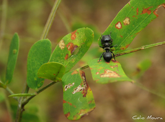 Cephalotes pusillus