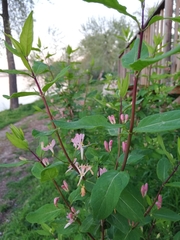 Lonicera tatarica