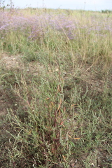 Atriplex littoralis