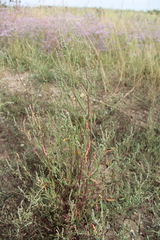 Atriplex littoralis
