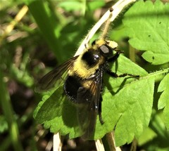 Volucella bombylans