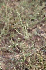 Atriplex littoralis