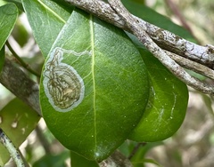 Parectopa bumeliella