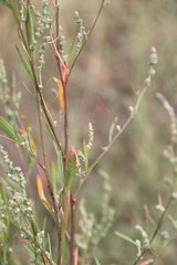 Atriplex littoralis