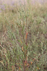 Atriplex littoralis