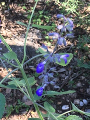 Salvia urolepis