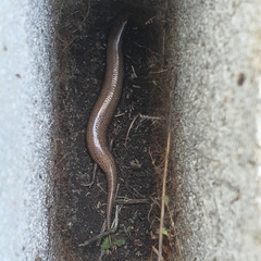 Chalcides bedriagai