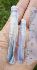 Ensis minor