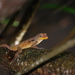 Anolis oculatus cabritensis - Photo (c) Hans Holbrook, some rights reserved (CC BY-NC), uploaded by Hans Holbrook