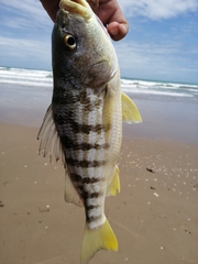 Conodon nobilis