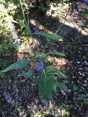Salvia urolepis