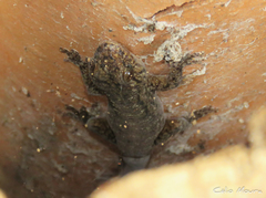 Phyllopezus pollicaris