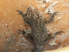 Phyllopezus pollicaris