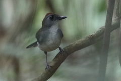 Alethe diademata