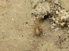 Loxosceles amazonica