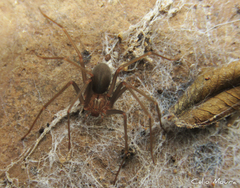 Loxosceles amazonica