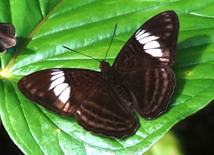 Adelpha ethelda eponina