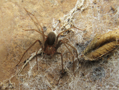 Loxosceles amazonica