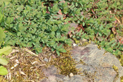 Hypericum humifusum