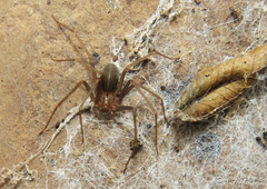 Loxosceles amazonica