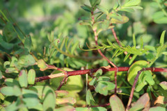 Hypericum humifusum