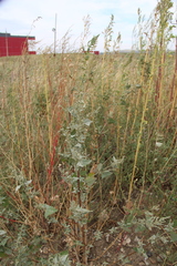 Atriplex sagittata