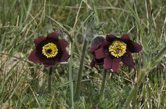 Pulsatilla rubra