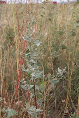 Atriplex sagittata