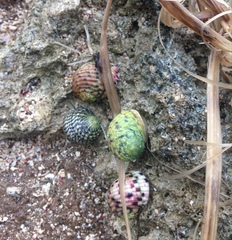 Nerita versicolor