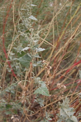 Atriplex sagittata