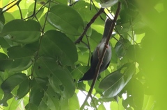 Apalis sharpii