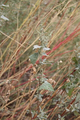 Atriplex sagittata