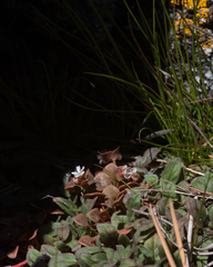 Claytonia rubra rubra