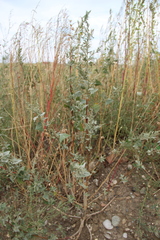 Atriplex sagittata