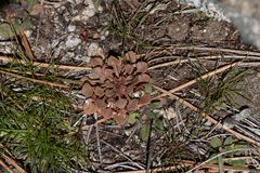 Claytonia rubra rubra