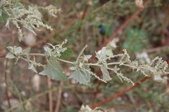 Atriplex sagittata