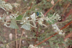 Atriplex sagittata