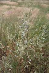 Atriplex