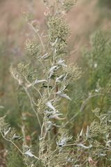 Atriplex