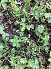 Veronica arvensis