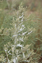 Atriplex