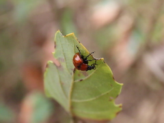 Attelabus nitens