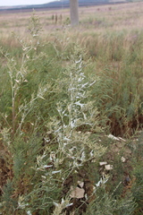 Atriplex