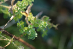Cruciata laevipes
