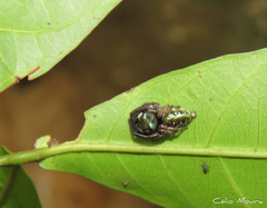 Parnaenus