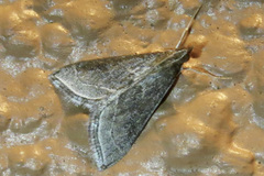 Pyrausta napaealis