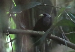 Turdoides atripennis