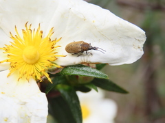 Mycterus curculioides