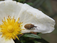 Mycterus curculioides