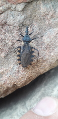 Triatoma patagonica